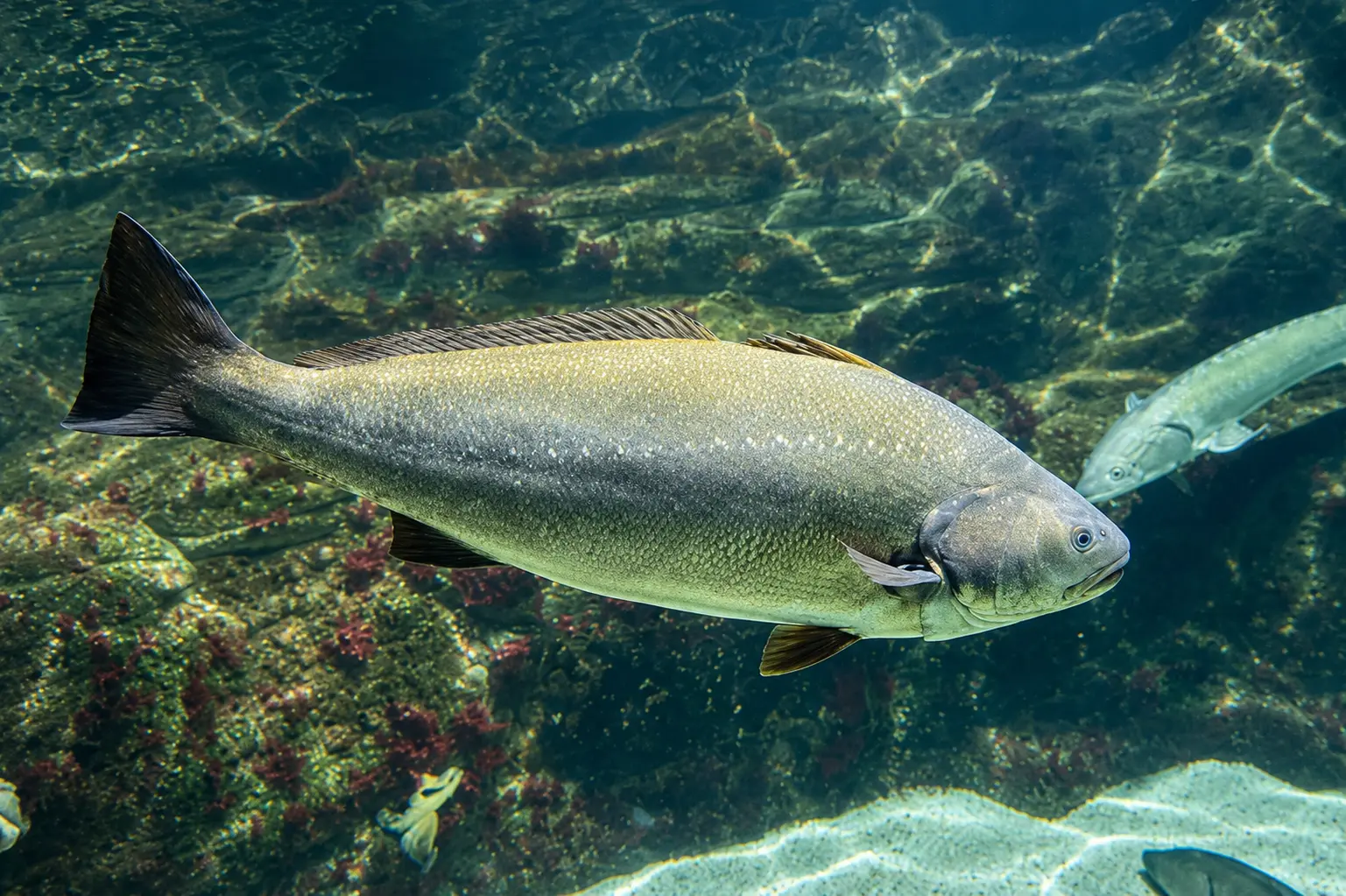 La corvina peruana: hábitos, temporada y cómo capturarla