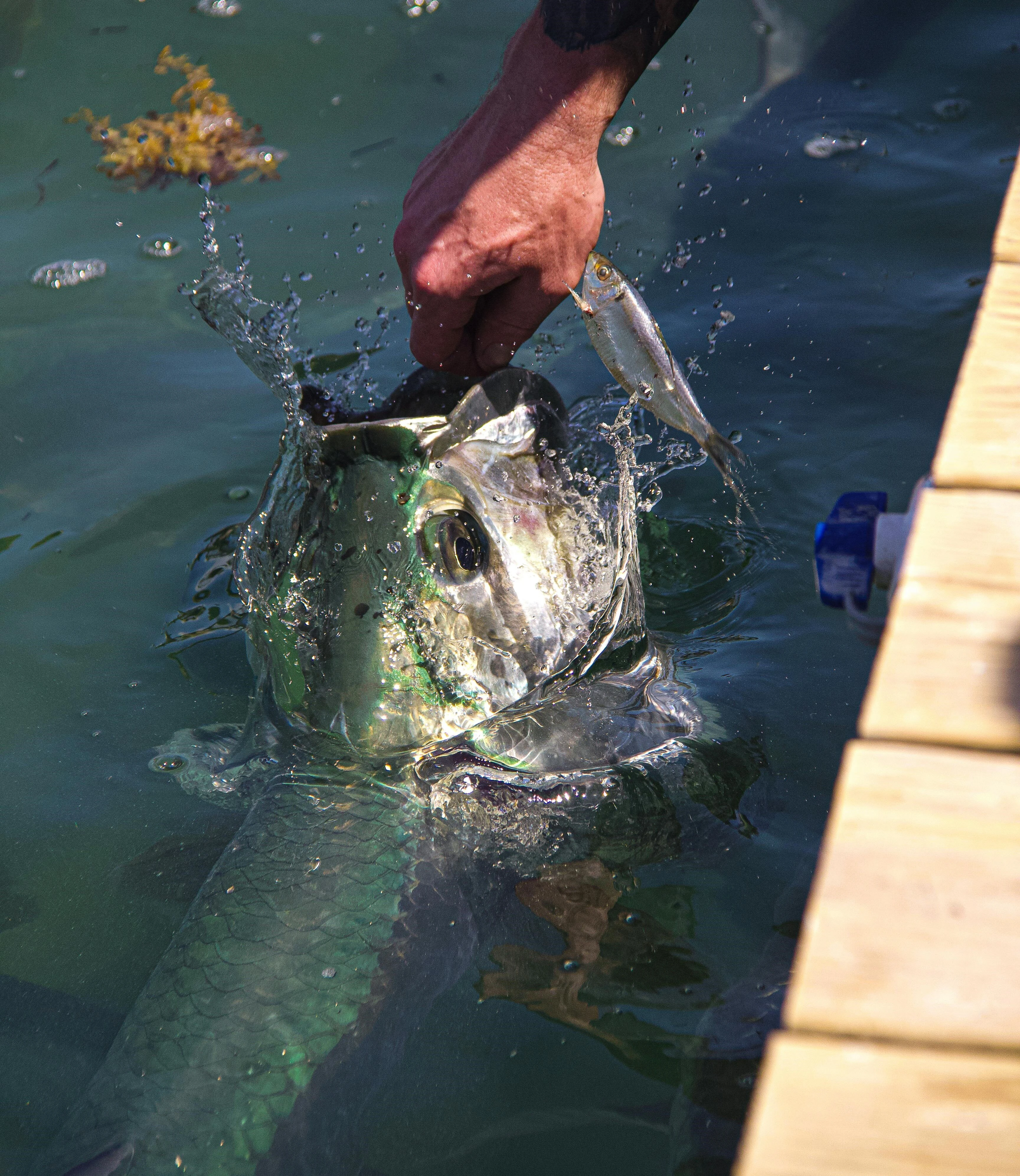 Contacto Inshore Angler 6