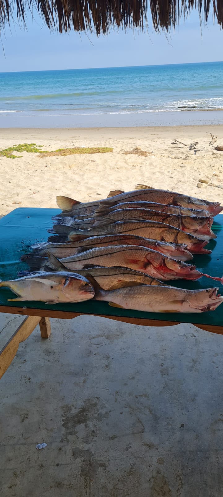 Galería Angler Cix 21