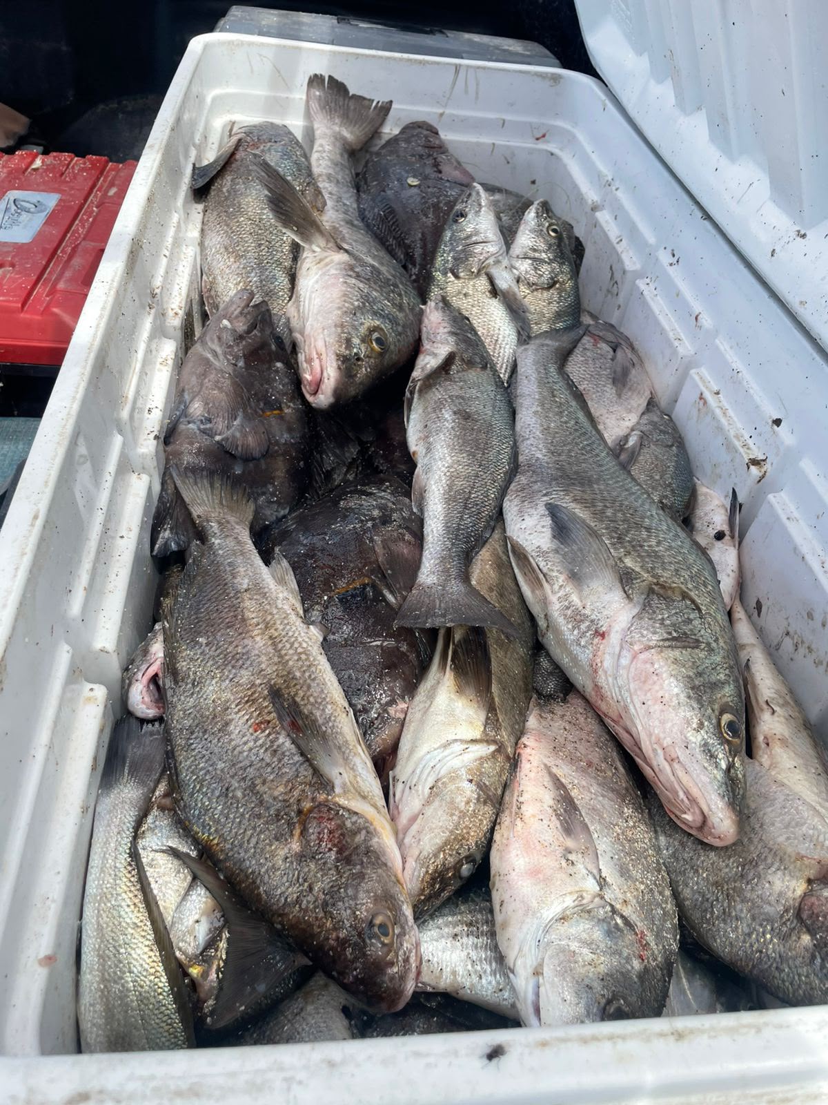 Galería Angler Cix 22