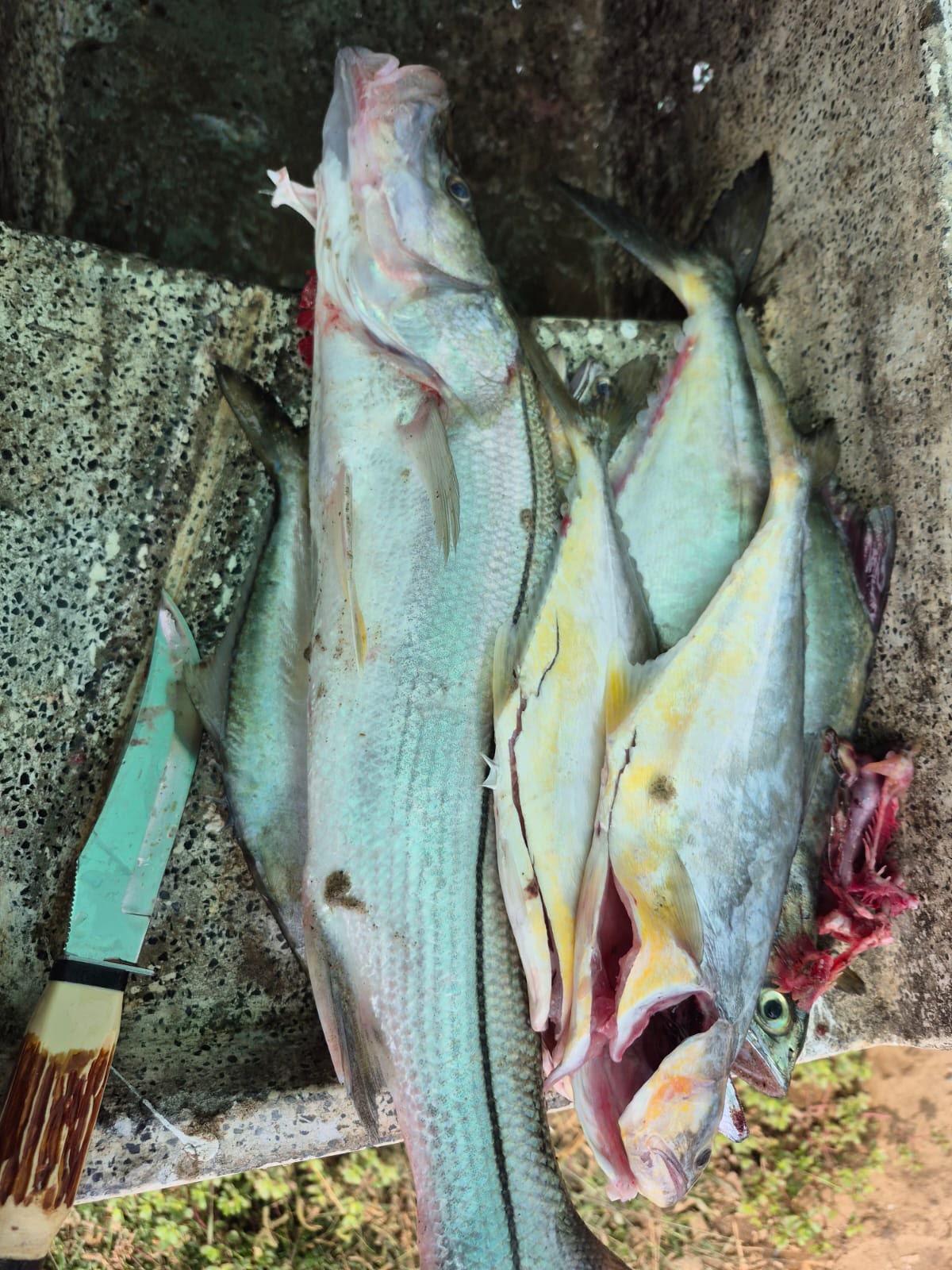 Galería Angler Cix 33